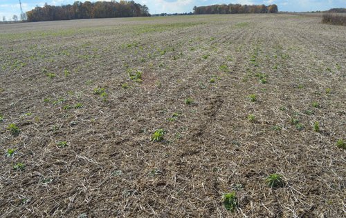 Property photo 37 - 75.3 Acres Offered in 2 Tracts
